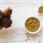 petkit YAMUSHARE Solo口コミ 評判まとめ！スマホ連動でペット管理が楽になる理由