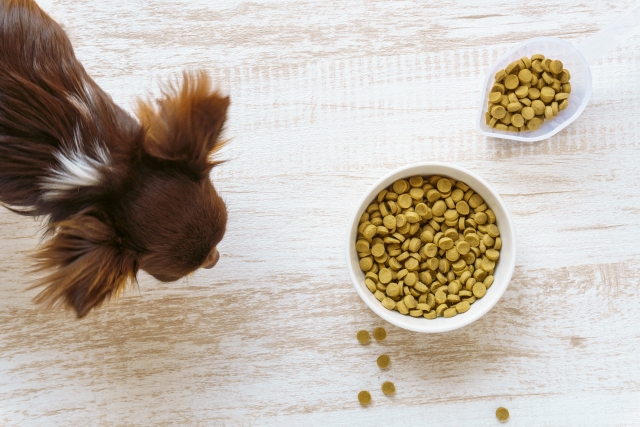 petkit YAMUSHARE Solo口コミ 評判まとめ！スマホ連動でペット管理が楽になる理由