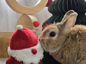 CASIO AIペットロボット Moflin（モフリン） PE-M10GD 口コミ 評判｜一人暮らしに最適？ CASIOモフリンの本音評価