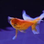 AHM01JP-WH 口コミ 評判を徹底調査｜バルミューダ レインは高いだけ？本音レビュー