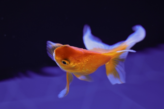 AHM01JP-WH 口コミ 評判を徹底調査｜バルミューダ レインは高いだけ？本音レビュー